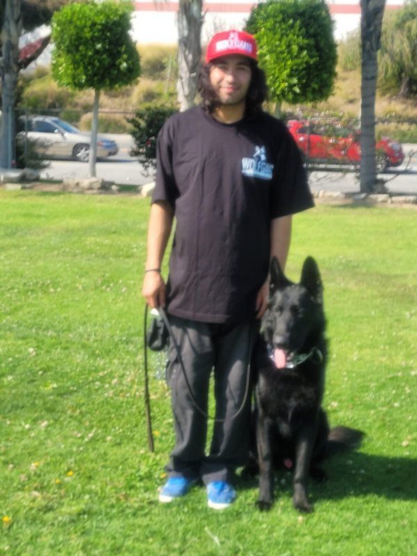 Person in a red helmet stands on grass beside a black dog in a park.