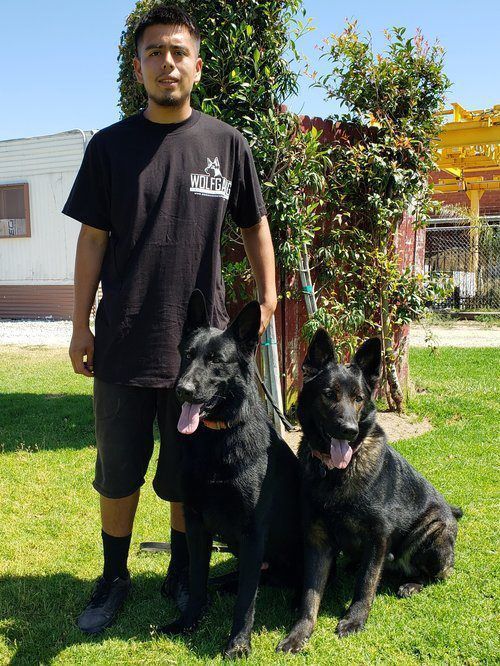 Person standing on grass with two black German shepherds outdoors near a house and tree.