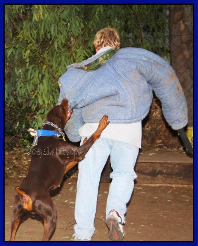 Person walking away as a brown dog jumps up and paws their back on a nighttime path.