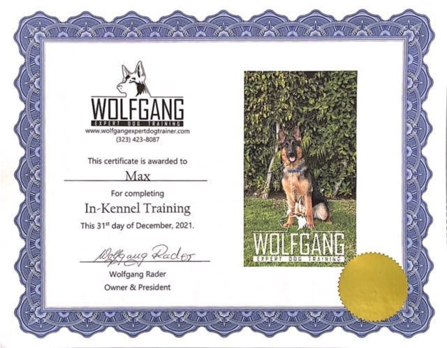 Wolfgang dog training certificate with a photo of a German Shepherd in a purple ornate border