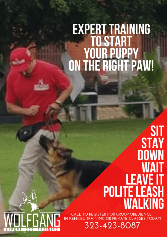 Dog trainer walking German Shepherd in park with “expert training” and obedience tips text.