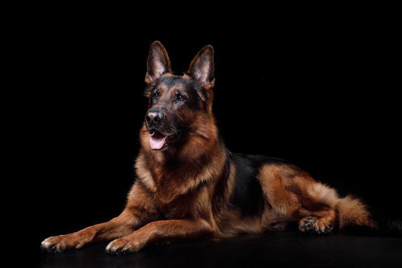 German shepherd lying down on a black background, looking alert with tongue out