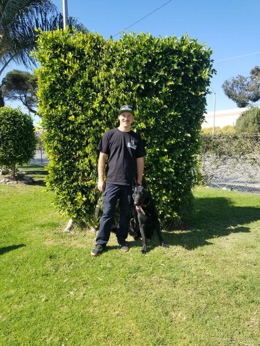 Man in black stands with a black dog on a sunny lawn in front of a tall green hedge