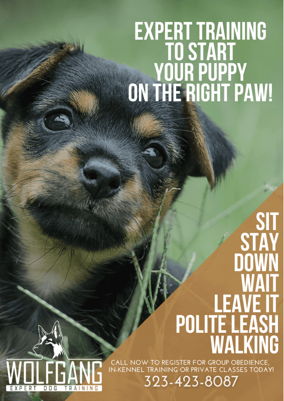 Puppy training ad with a black-and-tan puppy and text listing sit, stay, down, wait, leave it, polite leash walking.