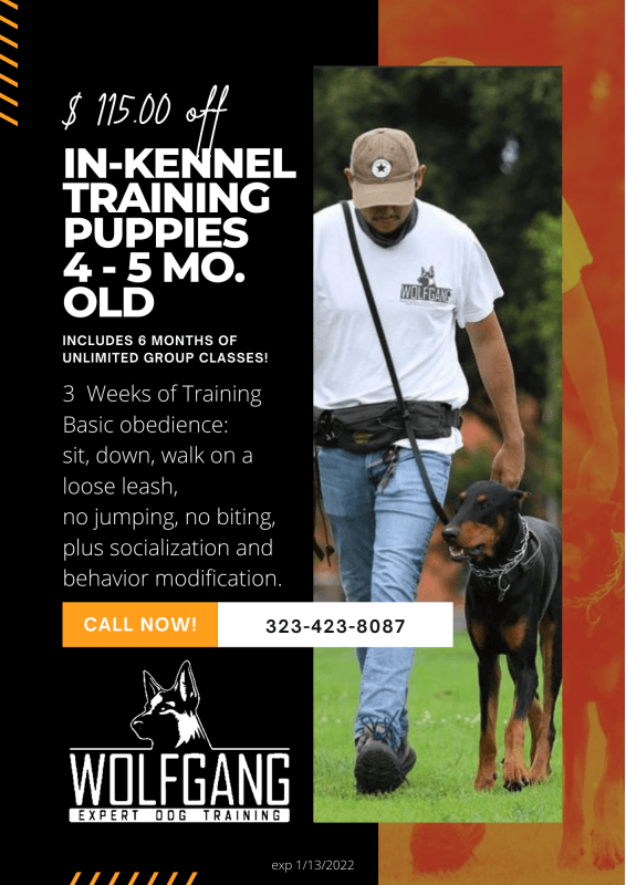 Dog training puppy flyer with handler and black dog in grass, offering in-kennel training for 4–5 month old puppies