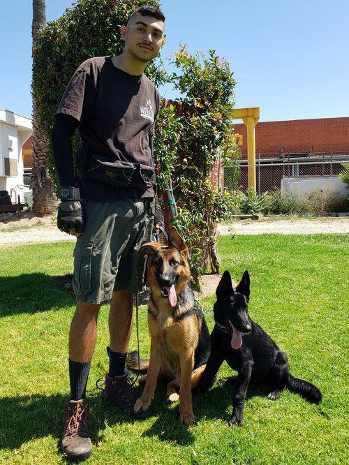 Person standing on grass with two dogs, one tan and one black, in a sunny backyard.