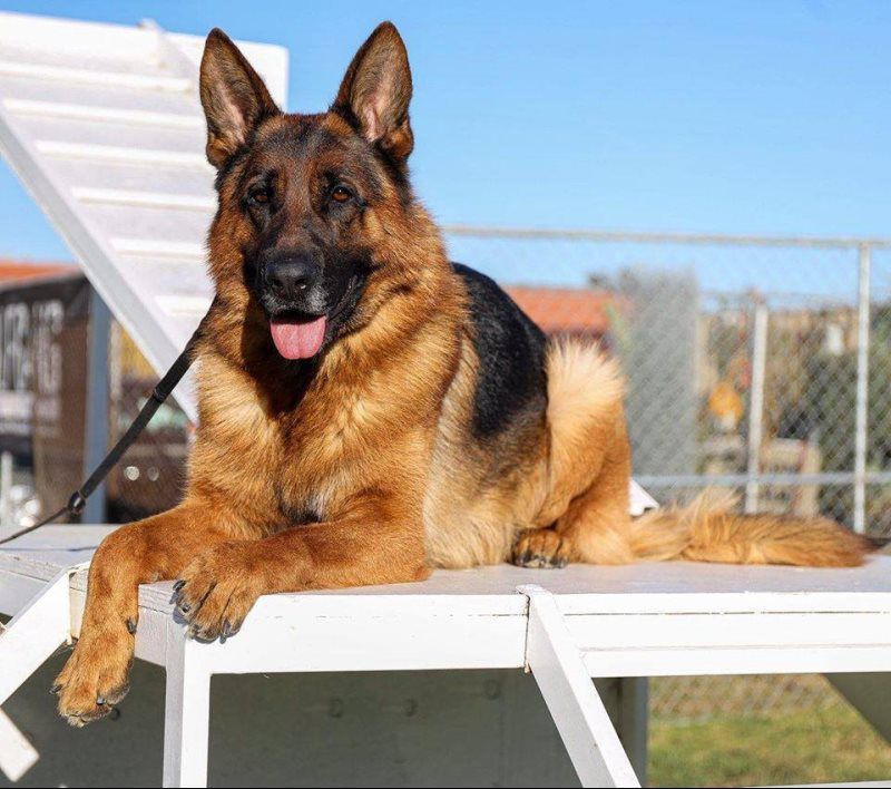 German Shepherd lying on a white platform, outdoors in sunlight, with tongue out.
