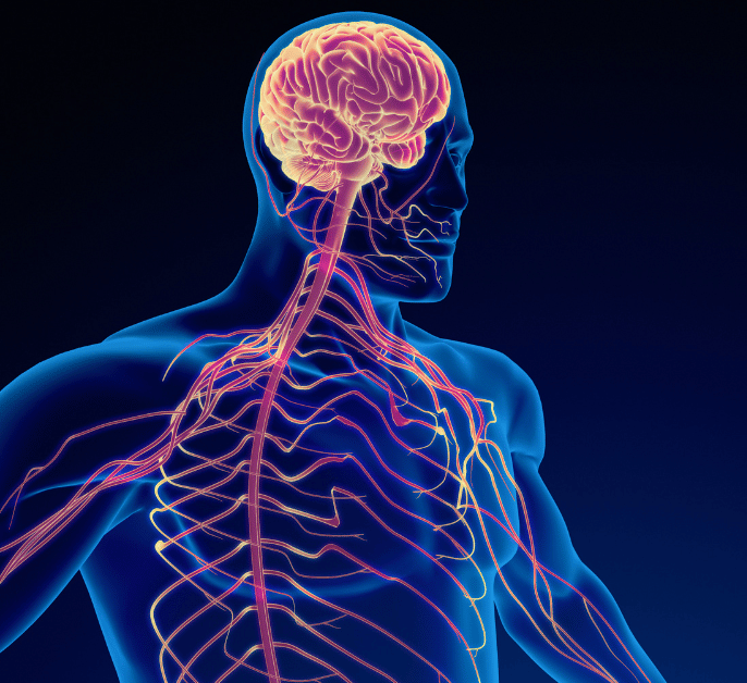 A computer generated image of a man 's brain and nerves.