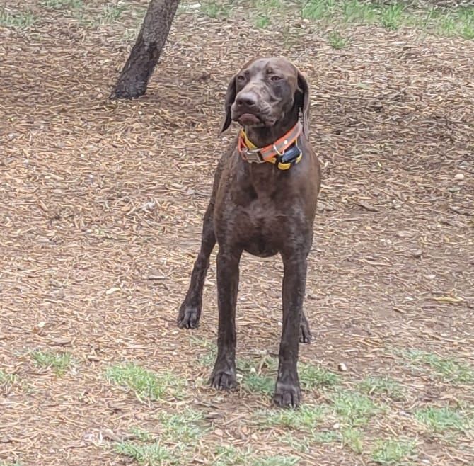 Ridges & Paw providing pet boarding services in San Antonio, TX