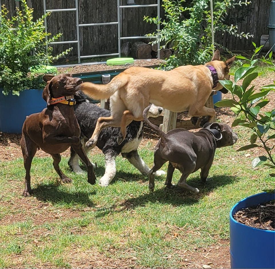 Ridges & Paw providing pet boarding services in San Antonio, TX