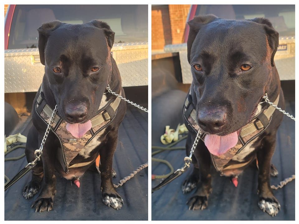 Ridges & Paw providing pet boarding services in San Antonio, TX