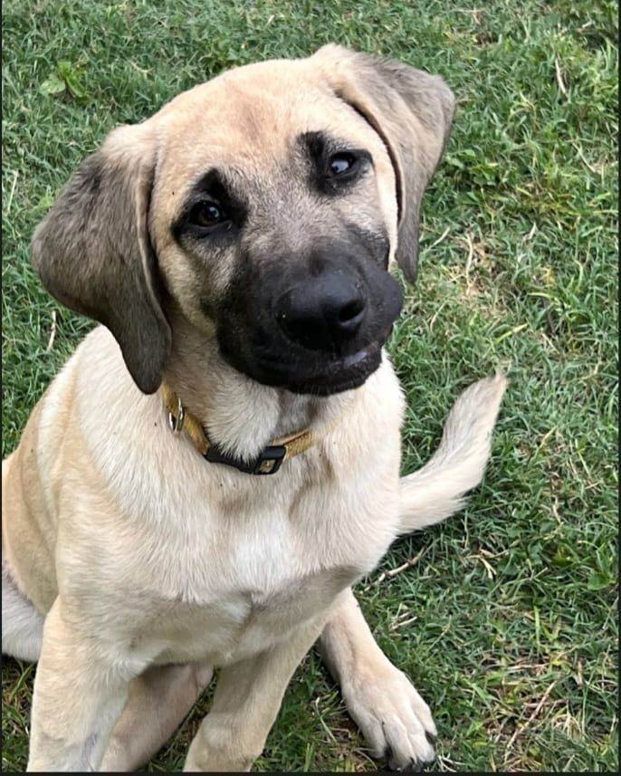 Ridges & Paw providing pet sitting services in San Antonio, TX