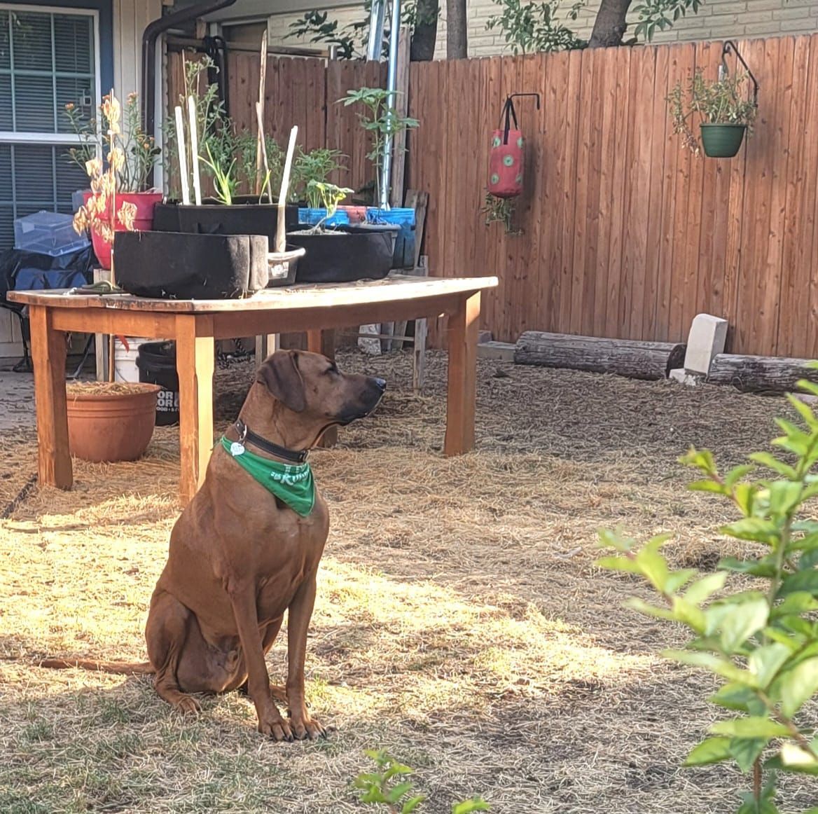 Ridges & Paw providing pet boarding services in San Antonio, TX