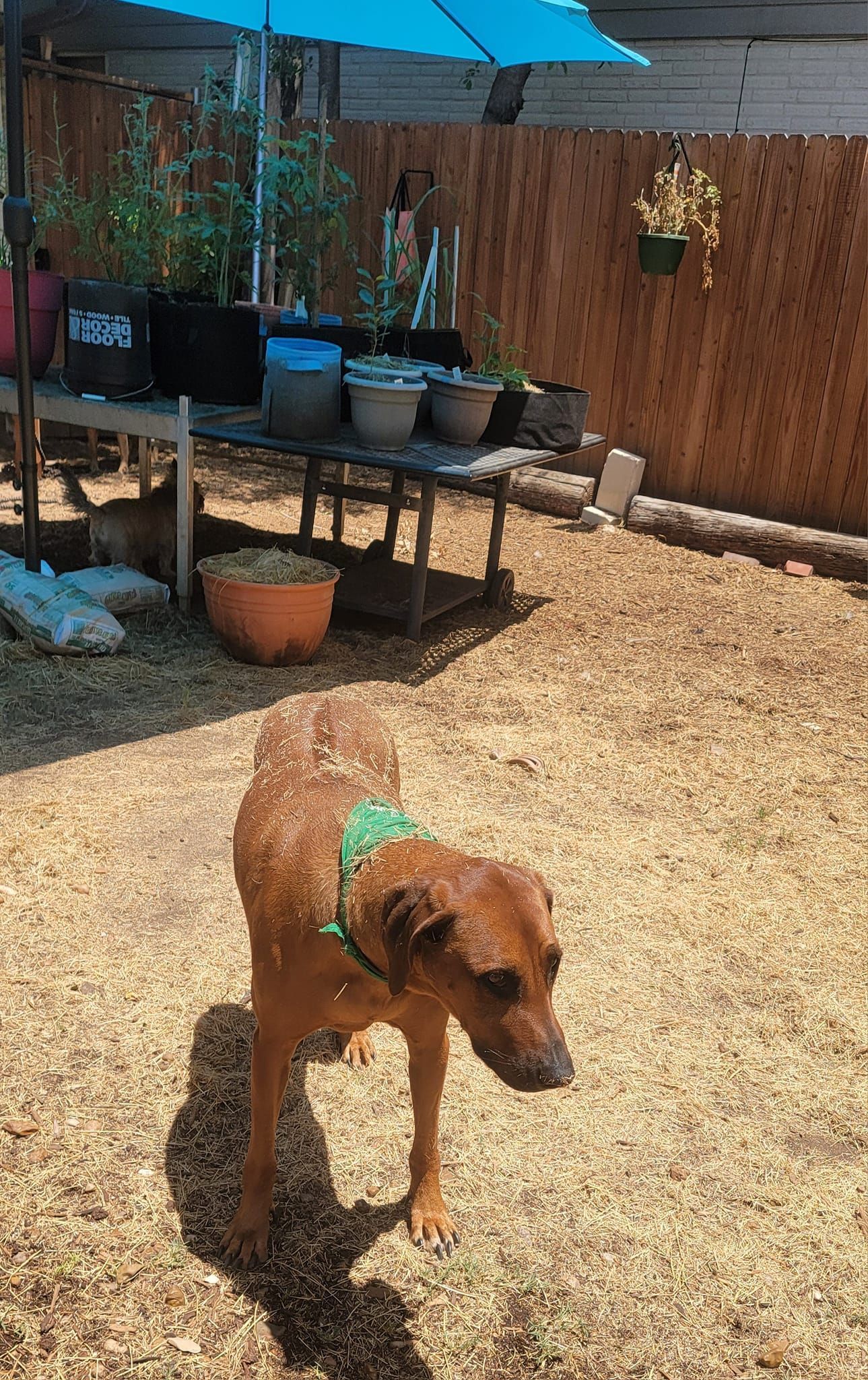 Ridges & Paw providing pet boarding services in San Antonio, TX