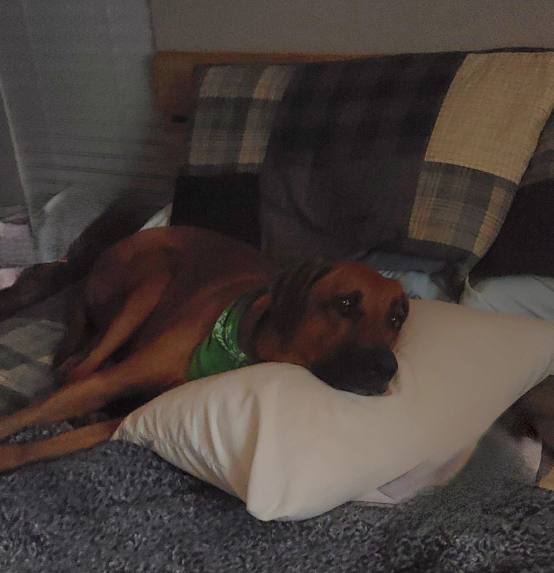 Ridges & Paw providing pet boarding services in San Antonio, TX