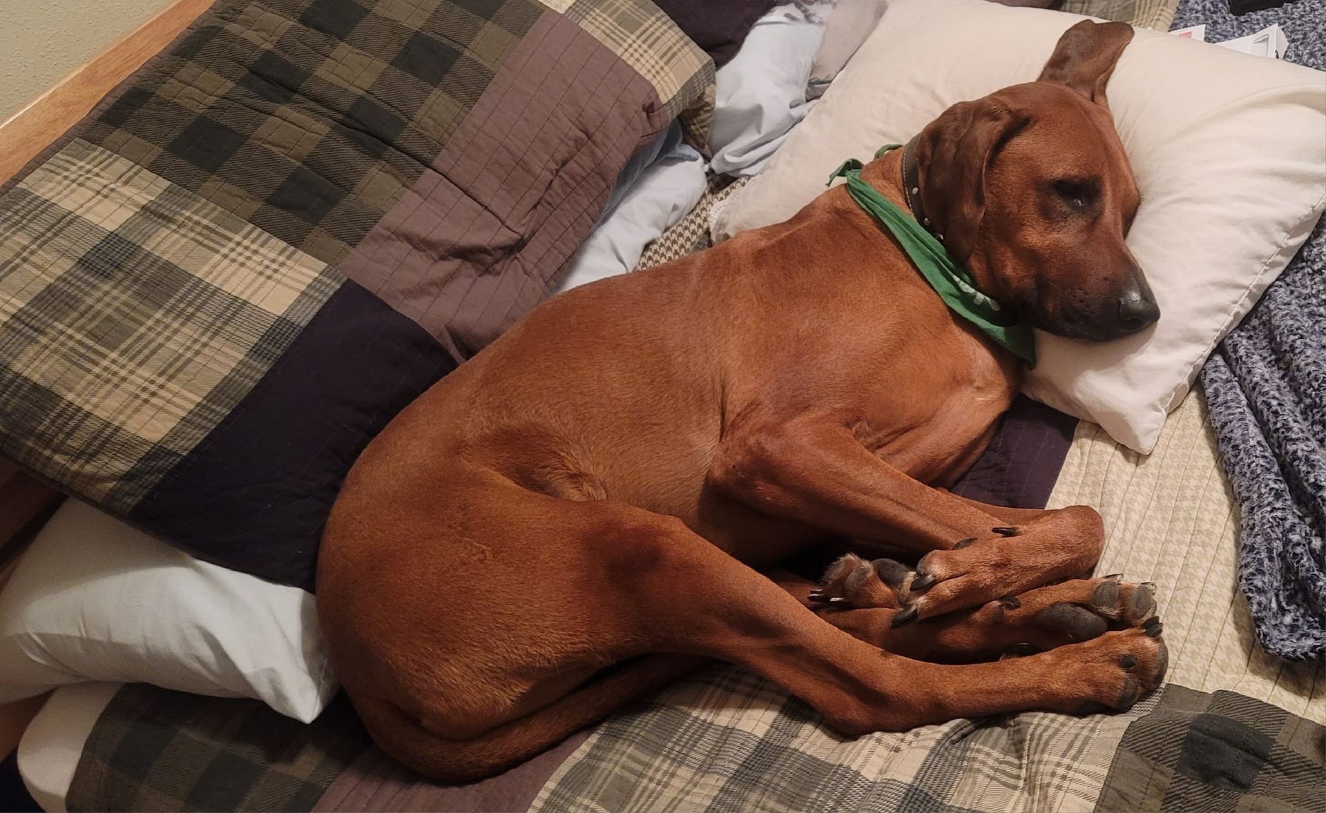 Ridges & Paw providing pet sitting services in San Antonio, TX