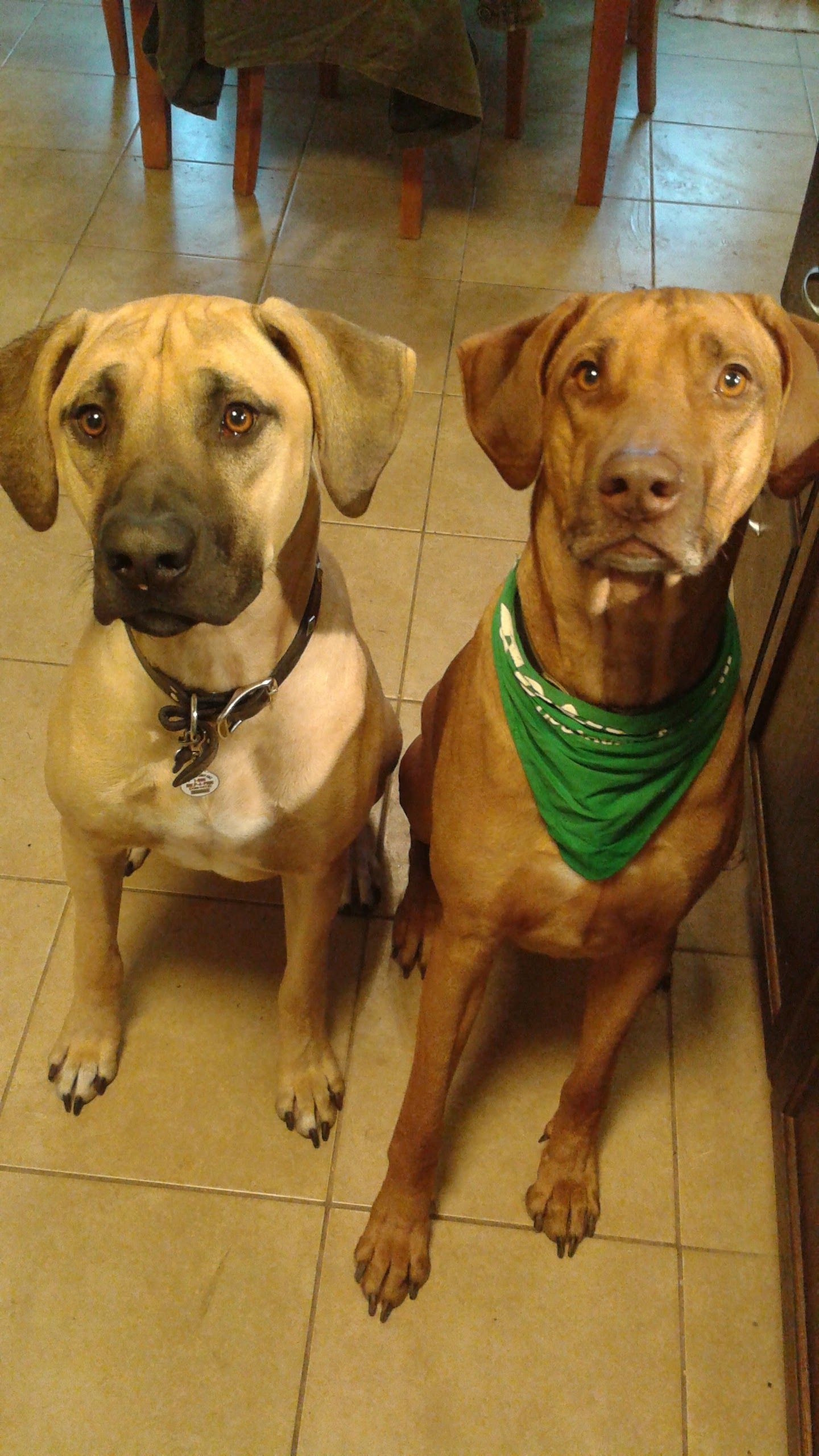 Ridges & Paw providing pet boarding services in San Antonio, TX