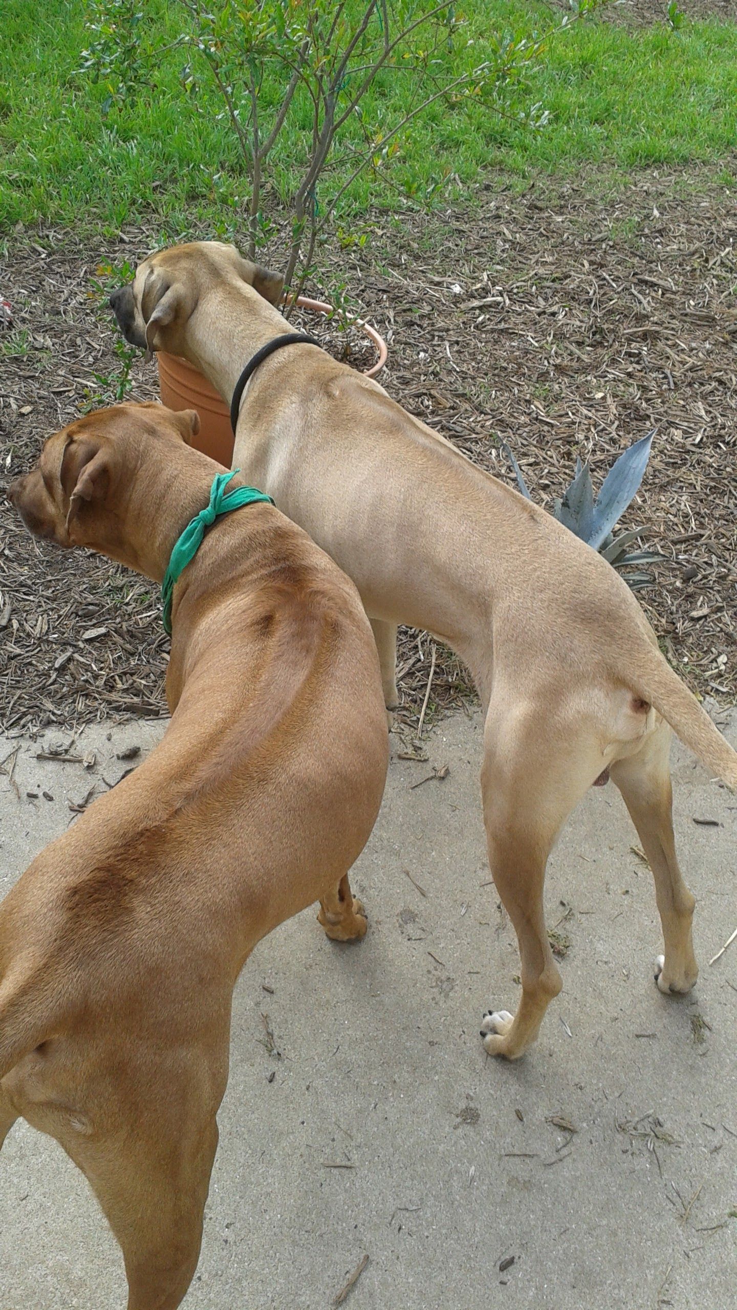 Ridges & Paw providing pet boarding services in San Antonio, TX