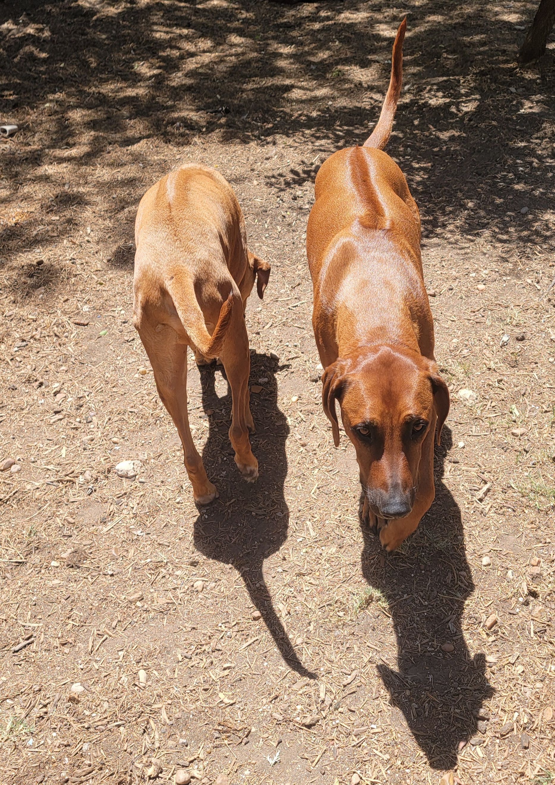 Ridges & Paw providing pet boarding services in San Antonio, TX