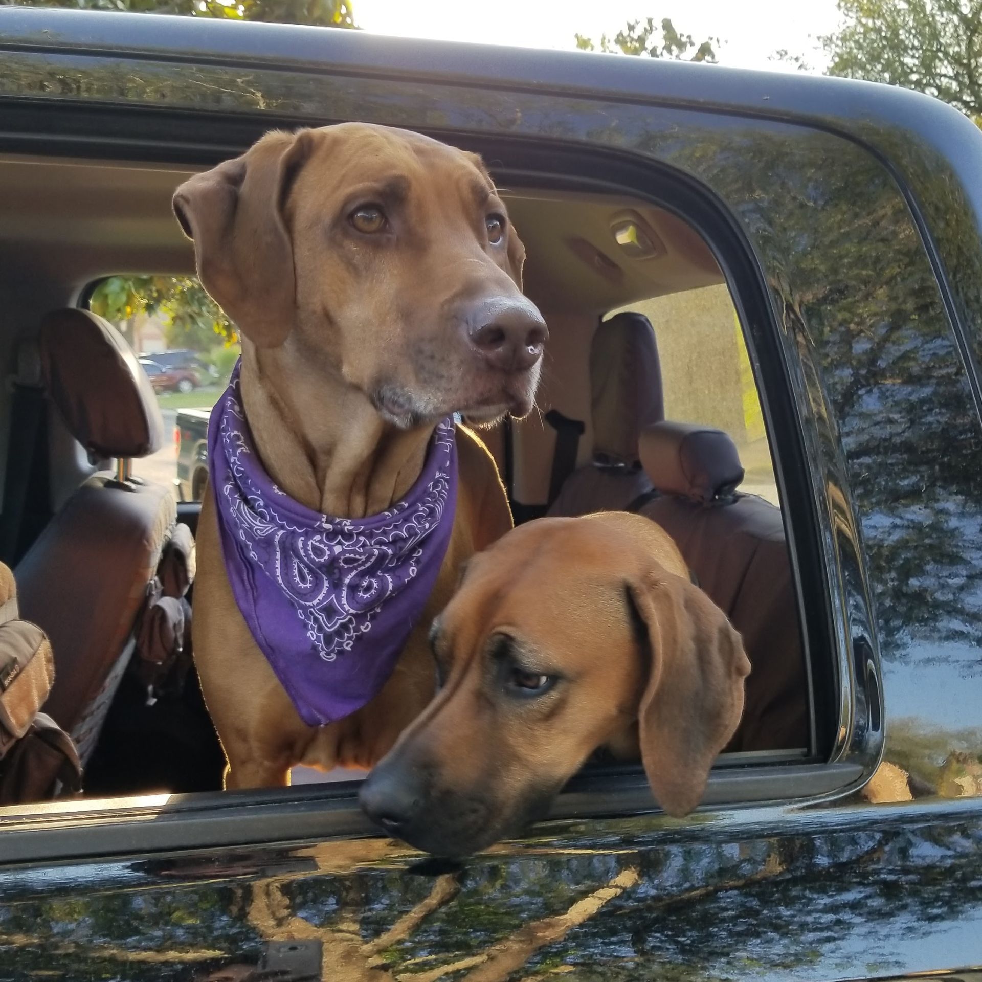 Ridges & Paw providing pet boarding services in San Antonio, TX