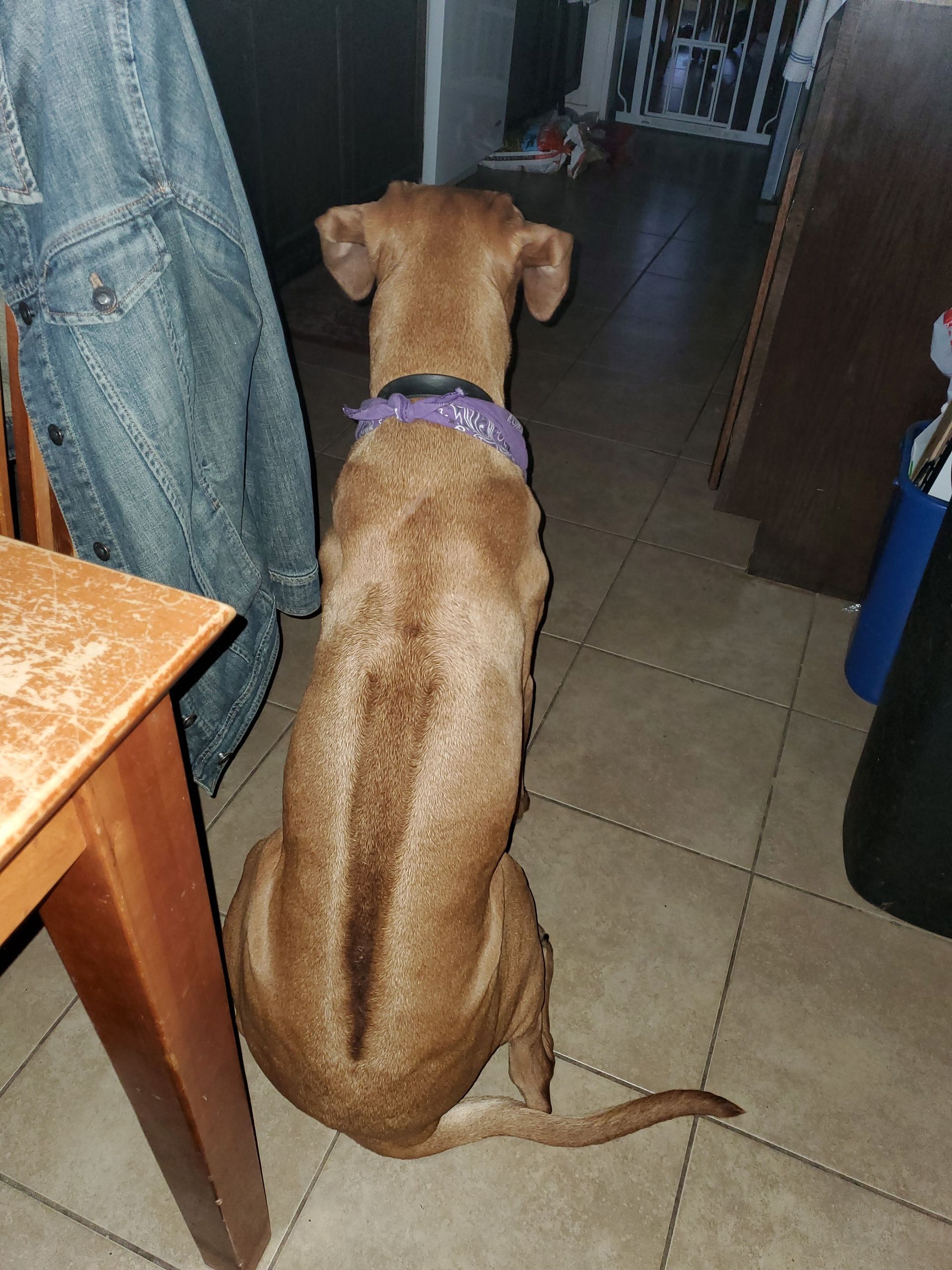 Ridges & Paw providing pet boarding services in San Antonio, TX