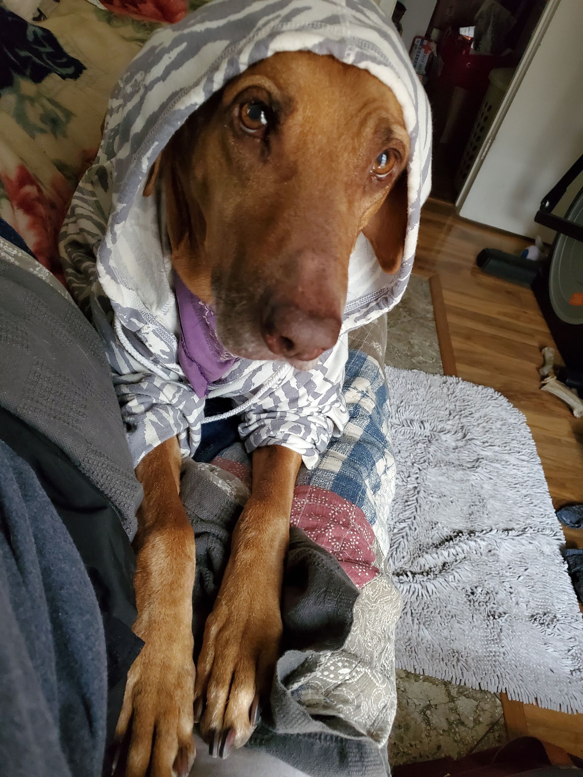 Ridges & Paw providing pet boarding services in San Antonio, TX