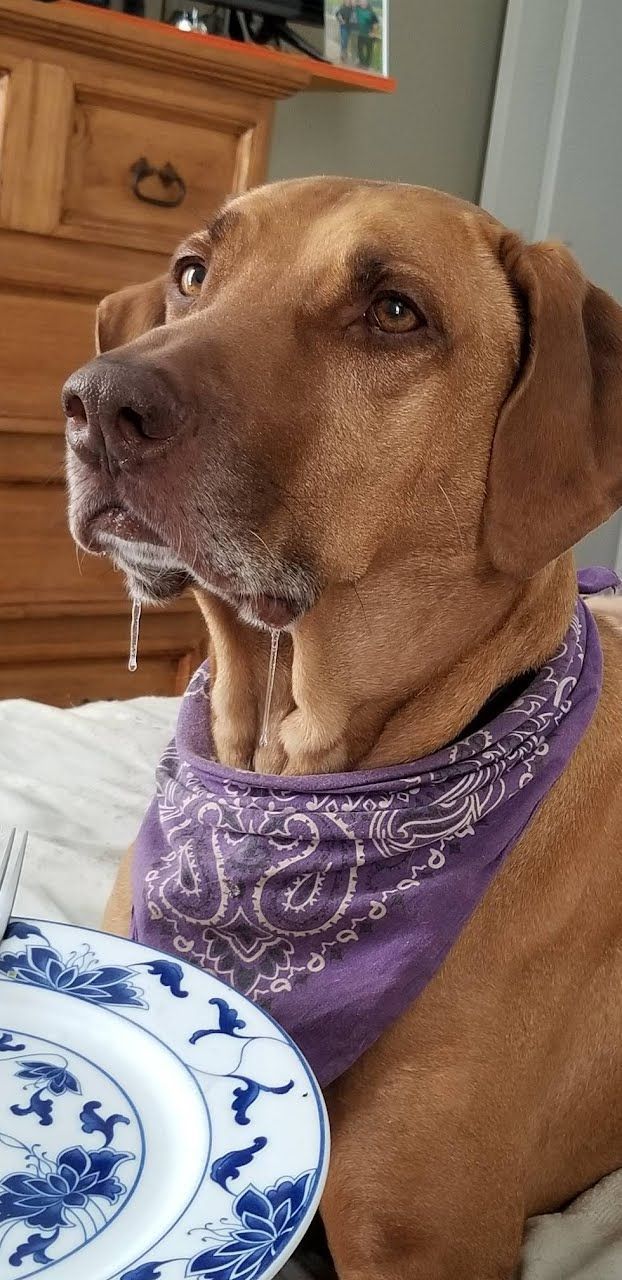 Ridges & Paw providing pet boarding services in San Antonio, TX