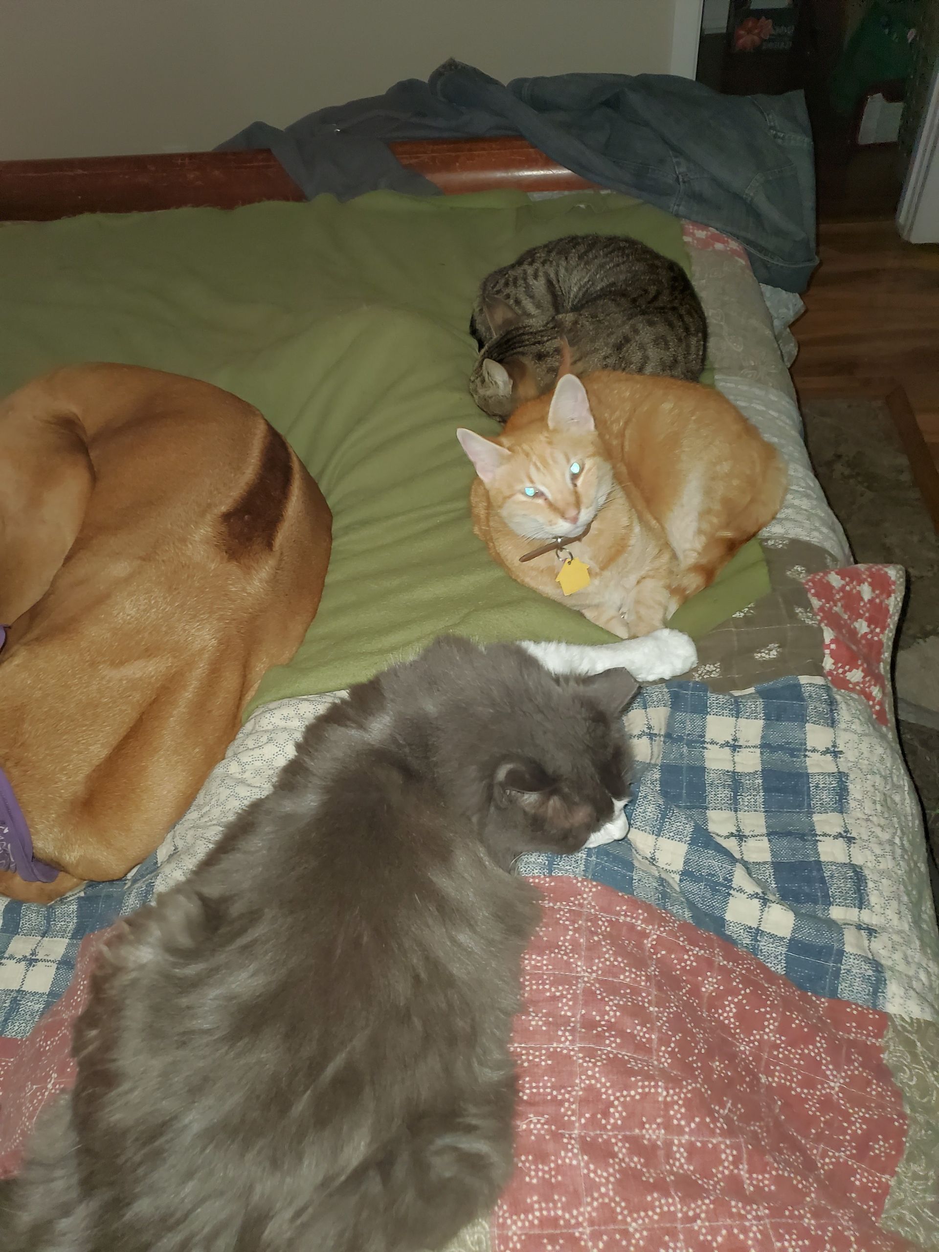 Ridges & Paw providing pet boarding services in San Antonio, TX