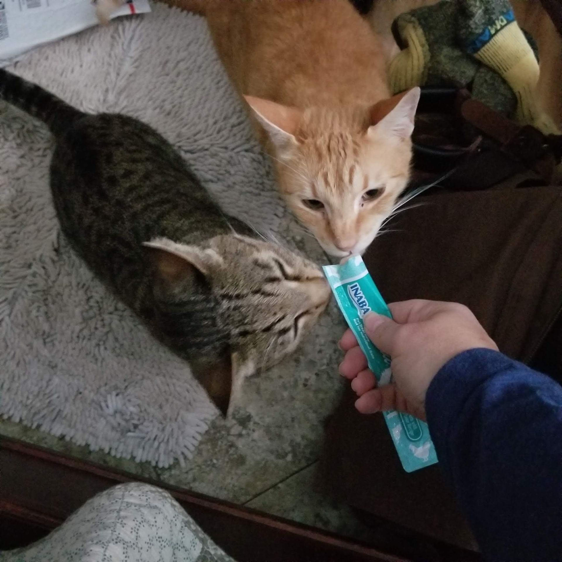 Ridges & Paw providing pet boarding services in San Antonio, TX