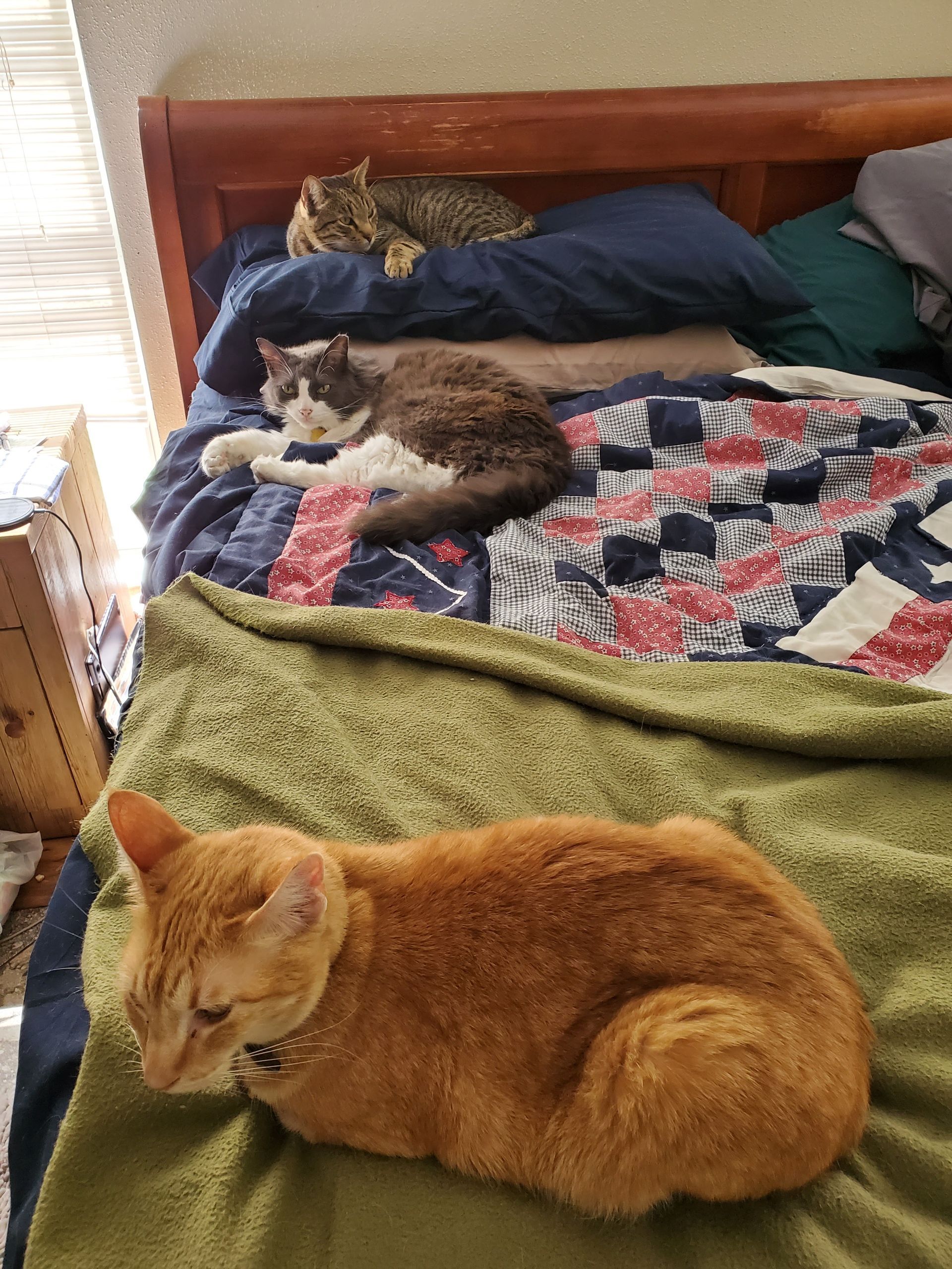 Ridges & Paw providing pet boarding services in San Antonio, TX