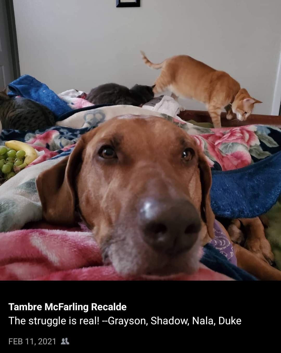 Ridges & Paw providing pet boarding services in San Antonio, TX