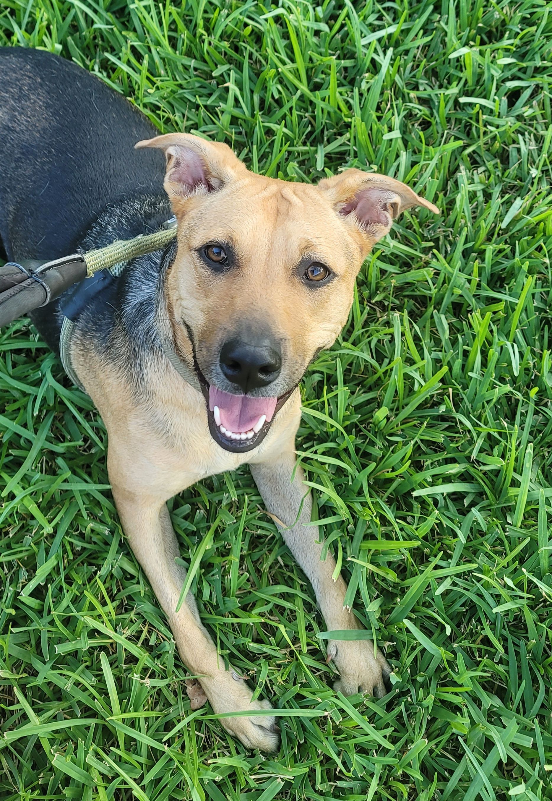 A brown and black dog is laying in the grass with its tongue out.