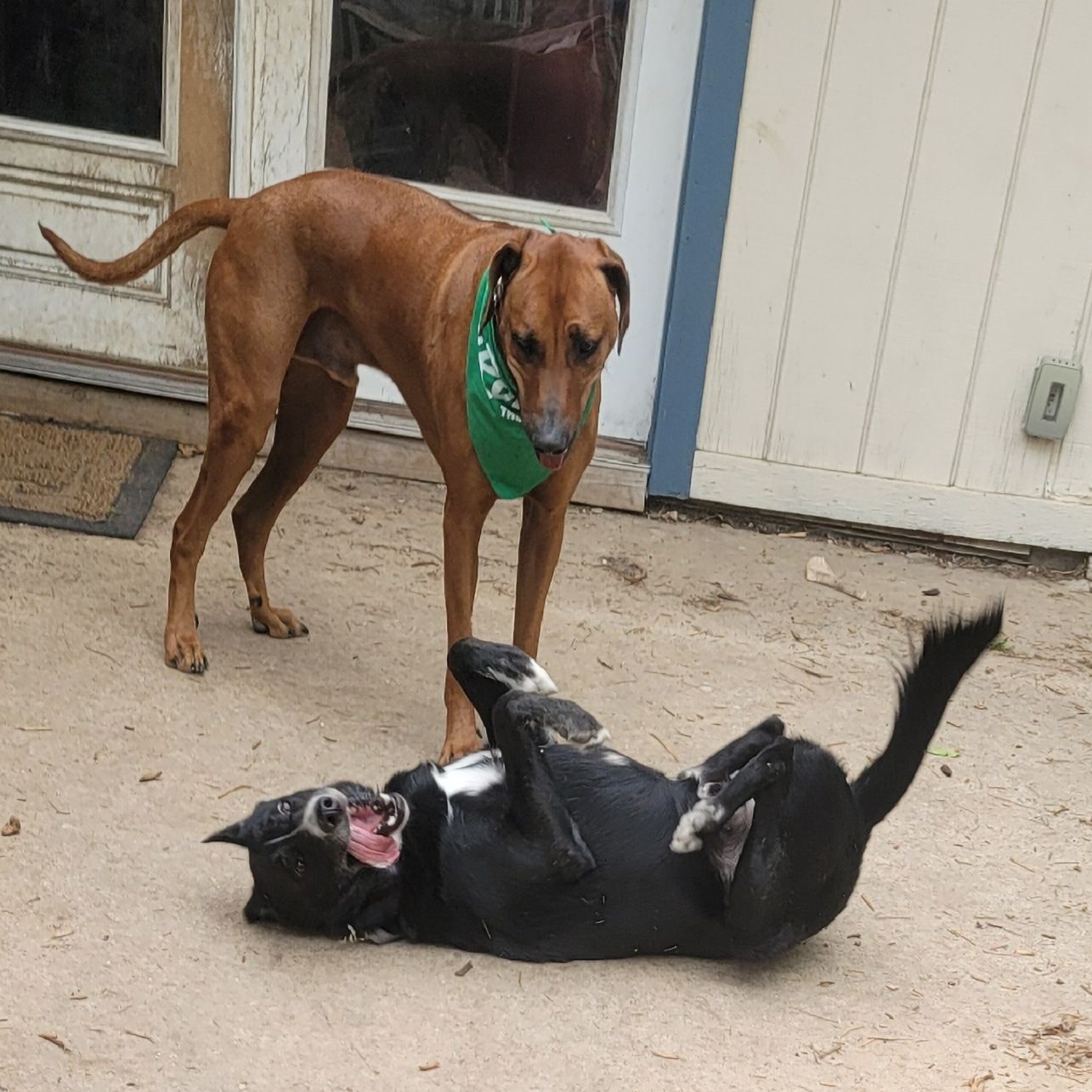 Ridges & Paw providing pet boarding services in San Antonio, TX