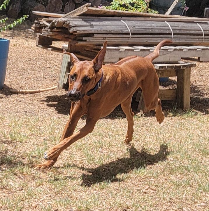 Ridges & Paw providing pet boarding services in San Antonio, TX