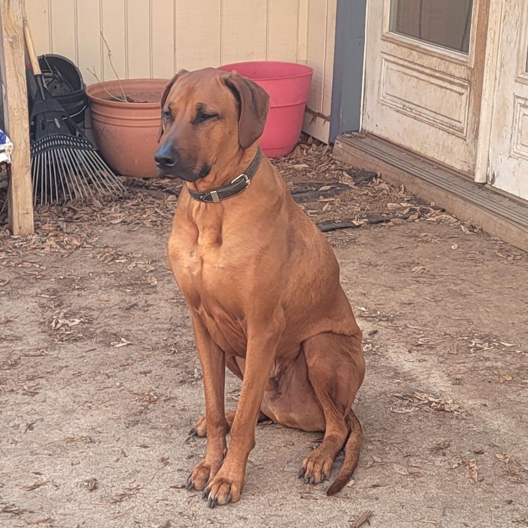 Ridges & Paw providing pet boarding services in San Antonio, TX