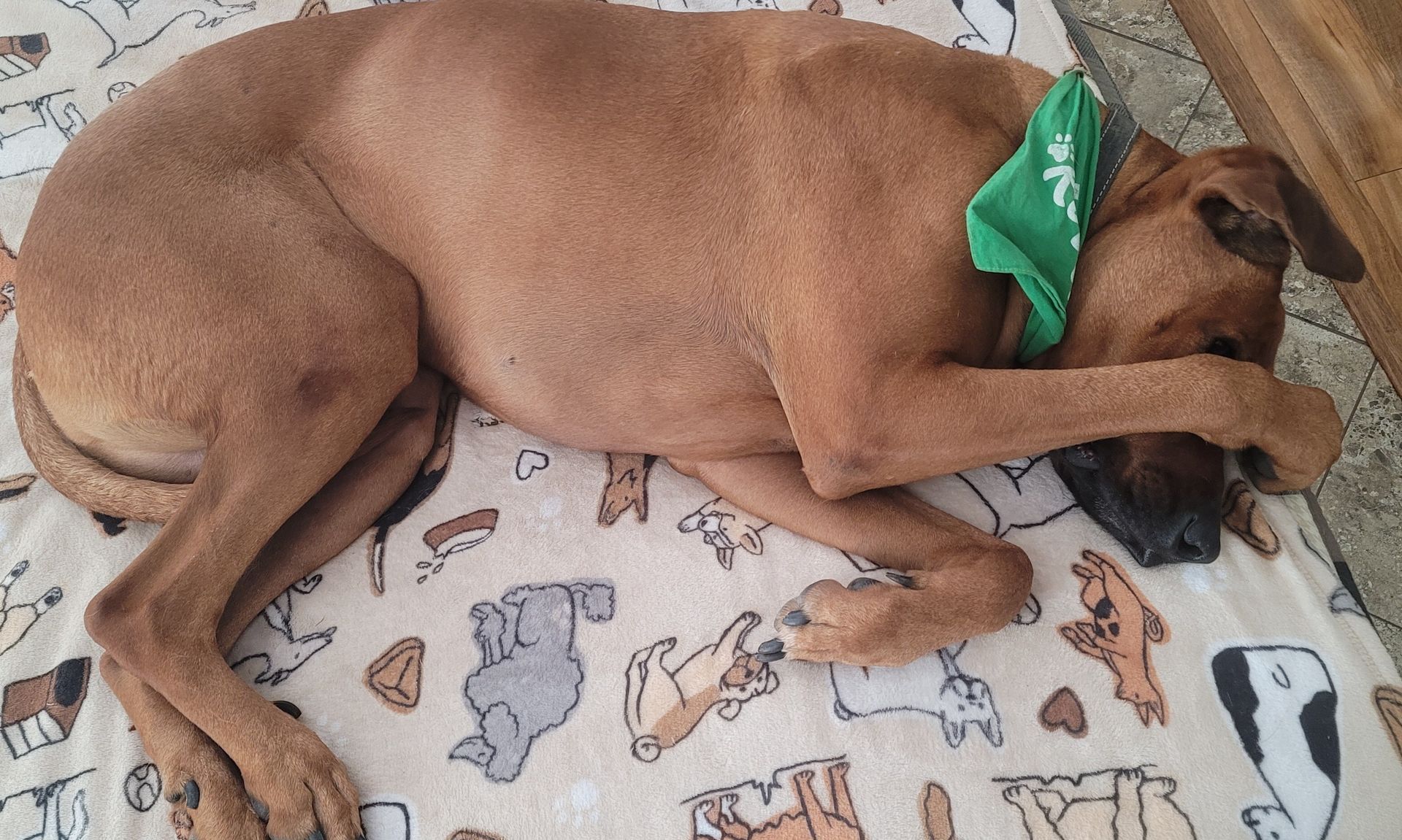 Ridges & Paw providing pet boarding services in San Antonio, TX