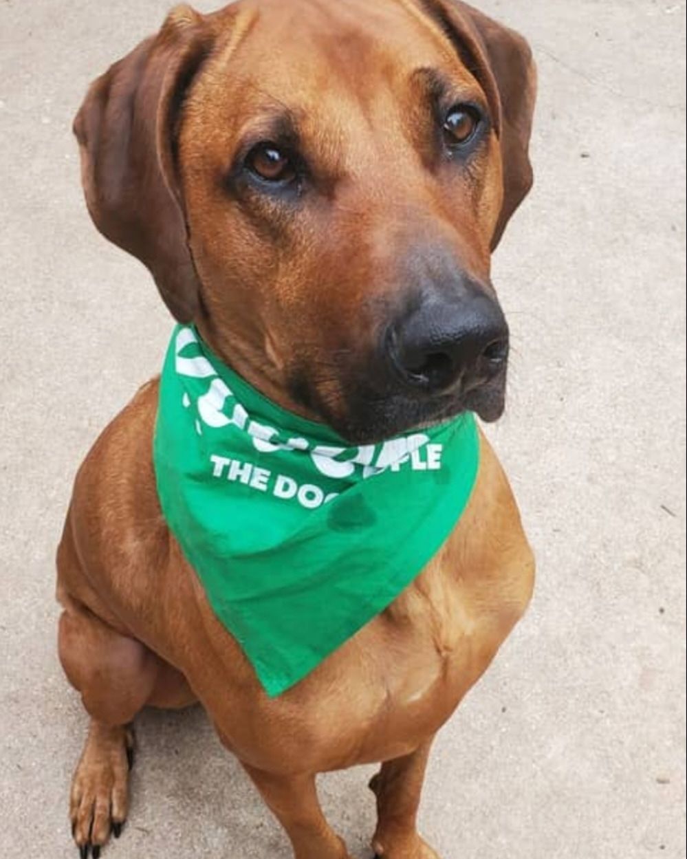 Ridges & Paw providing pet boarding services in San Antonio, TX