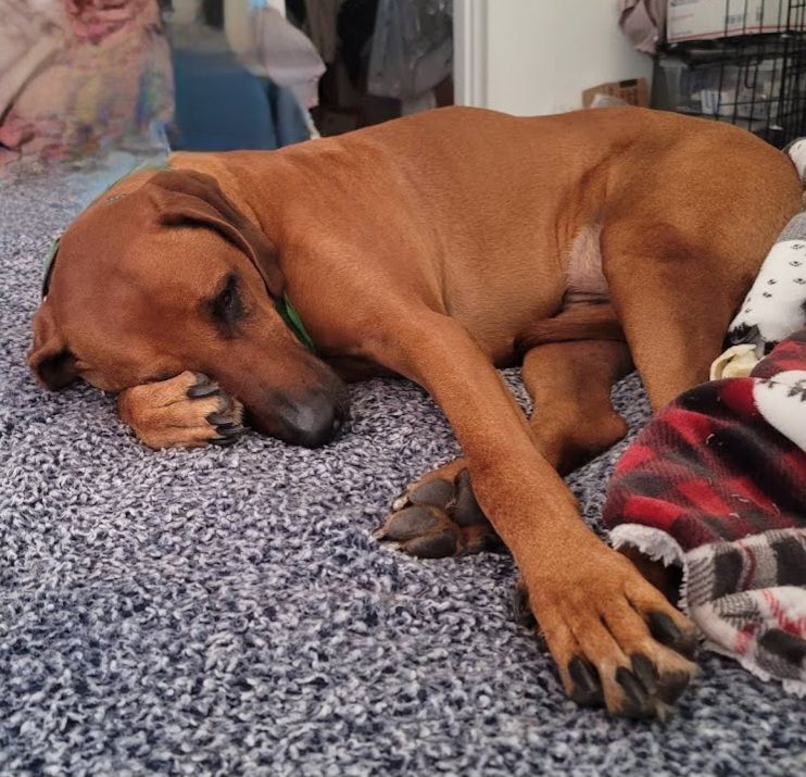 Ridges & Paw providing pet boarding services in San Antonio, TX