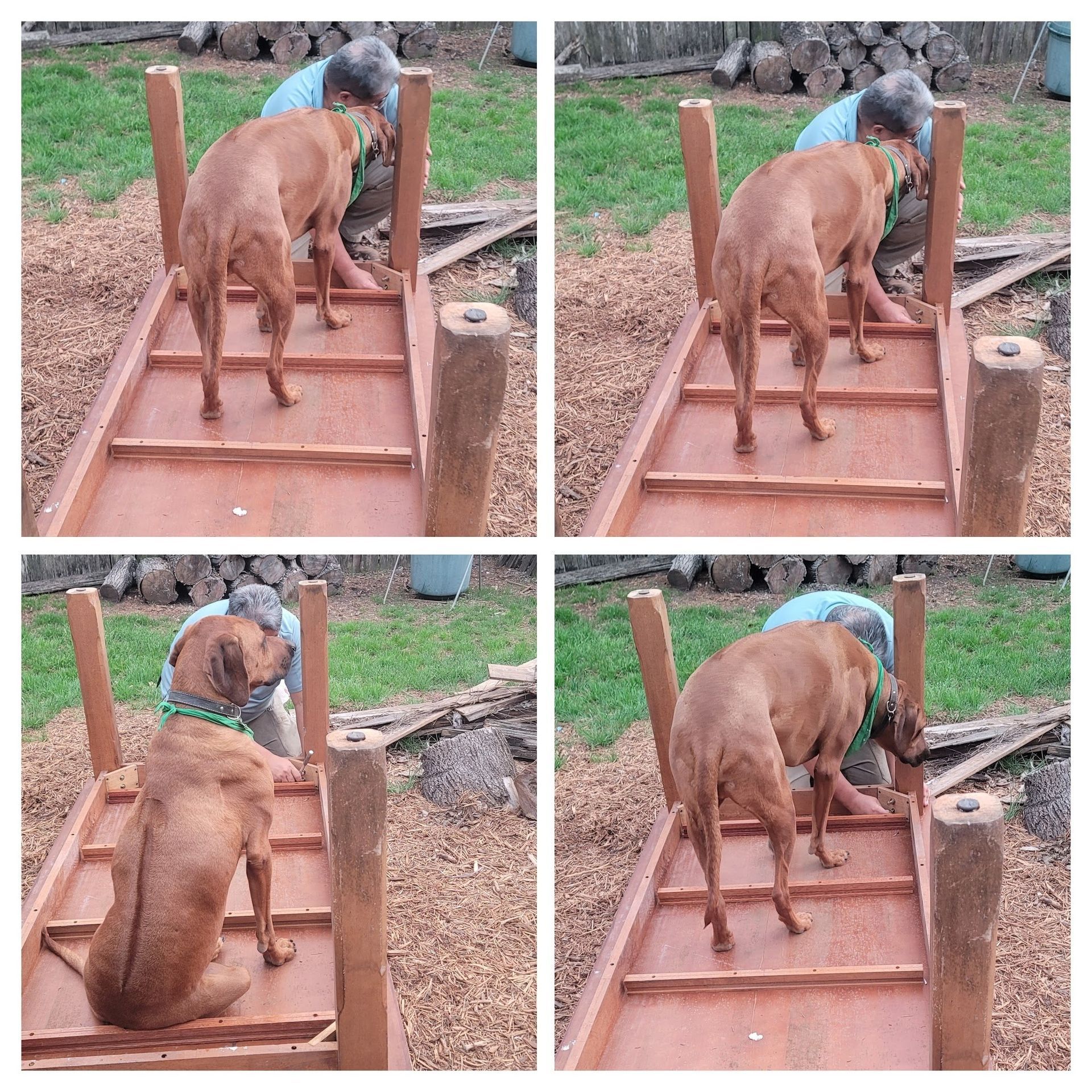 Ridges & Paw providing pet boarding services in San Antonio, TX