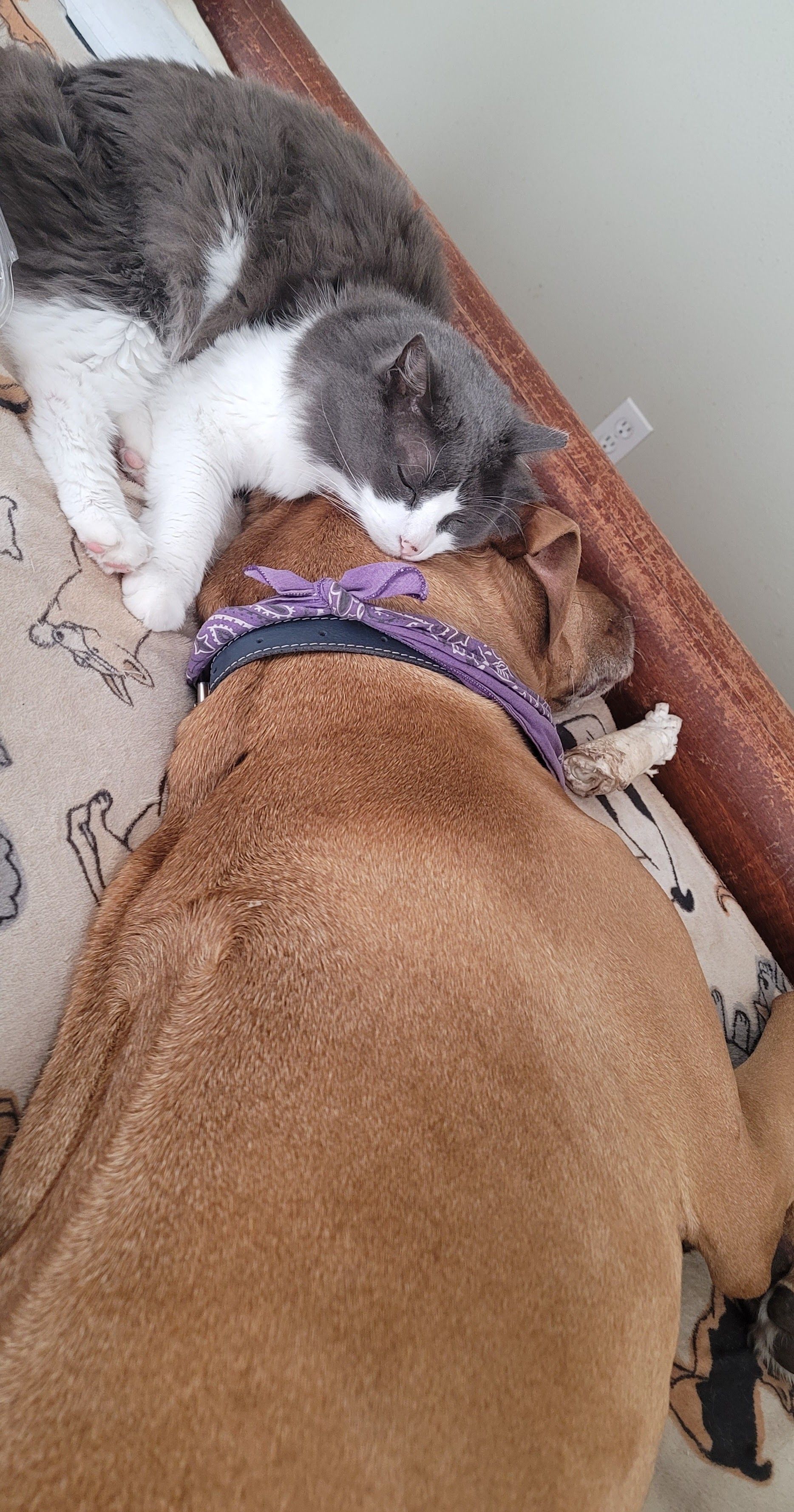 Ridges & Paw providing pet boarding services in San Antonio, TX