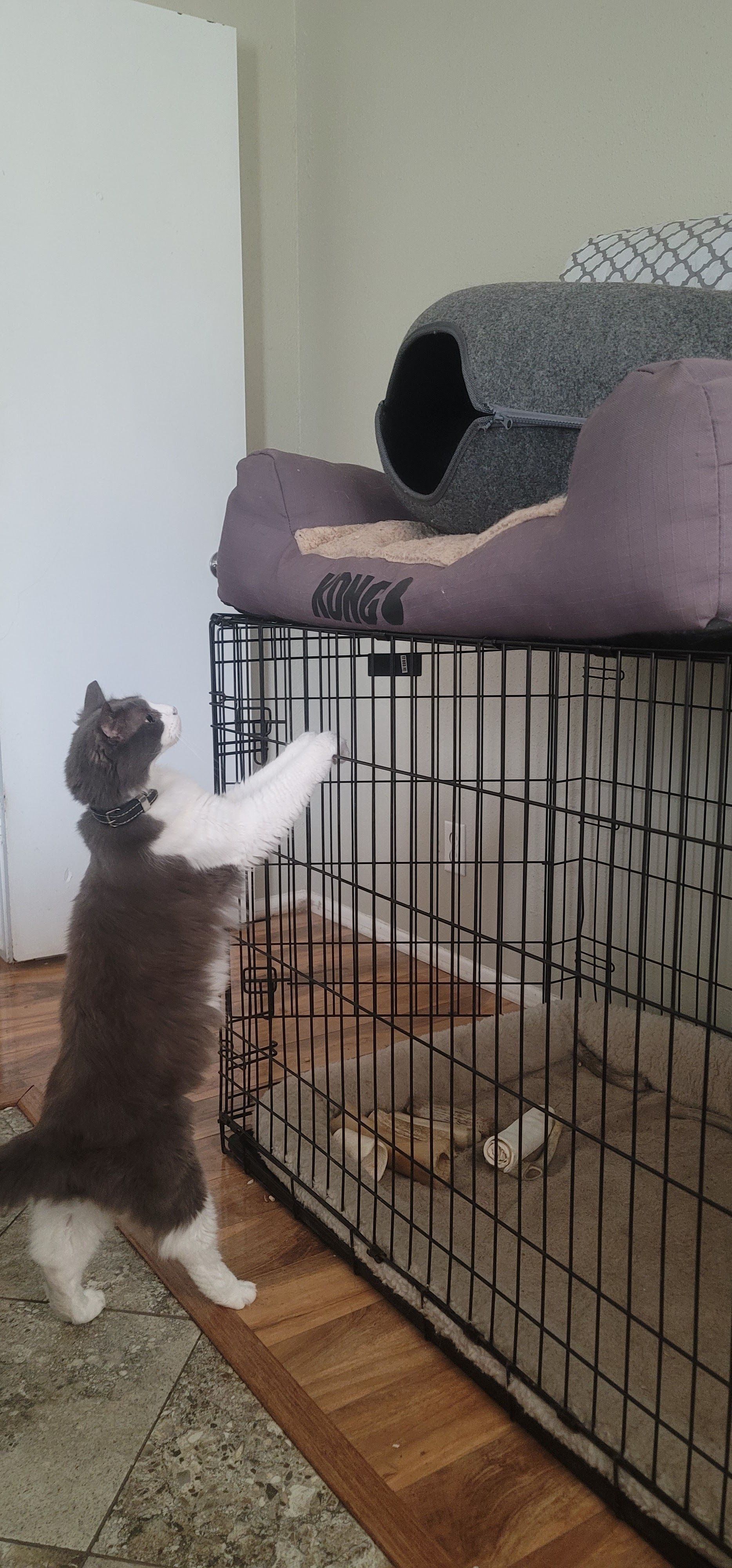 Ridges & Paw providing pet boarding services in San Antonio, TX