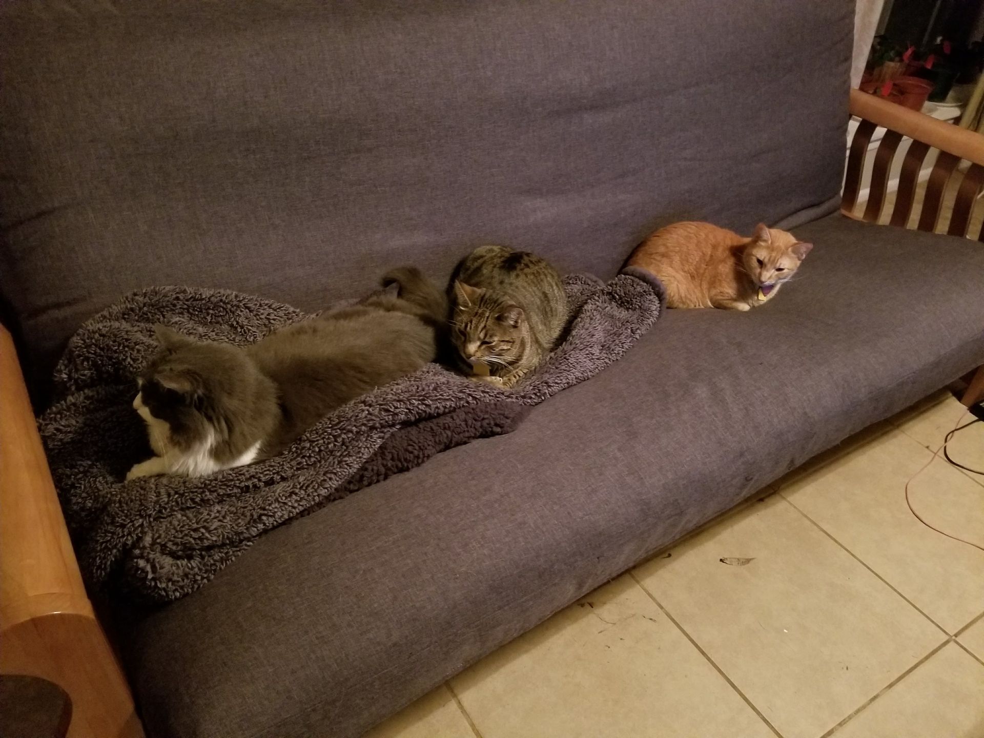 Ridges & Paw providing pet boarding services in San Antonio, TX