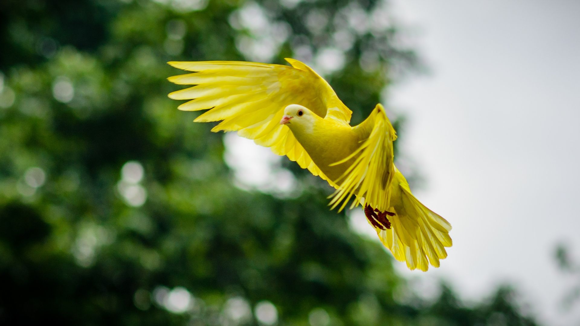 Yellow bird flying — Individual Therapy in Cairns QLD