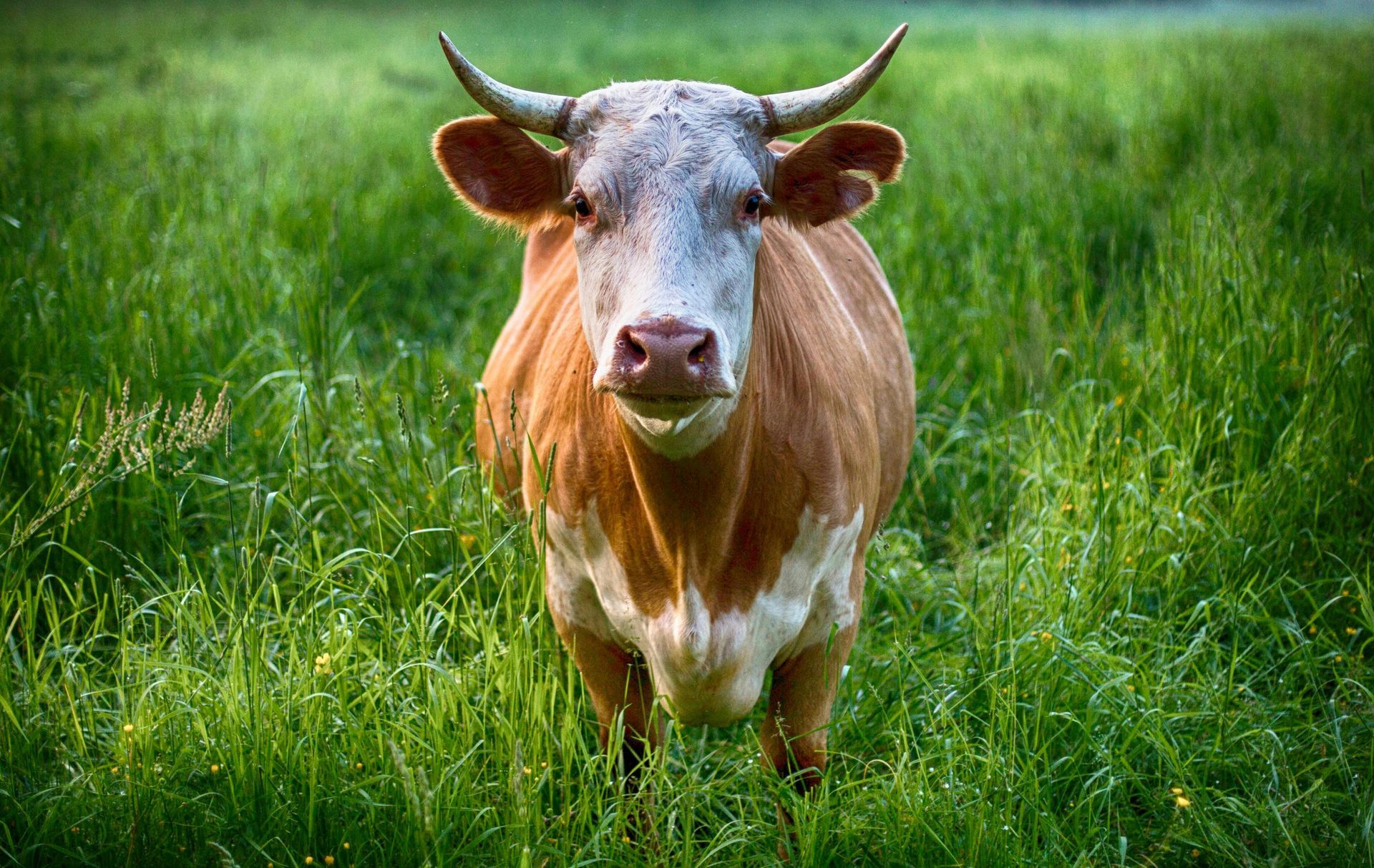 A brown and white cow with horns is standing in a grassy field.