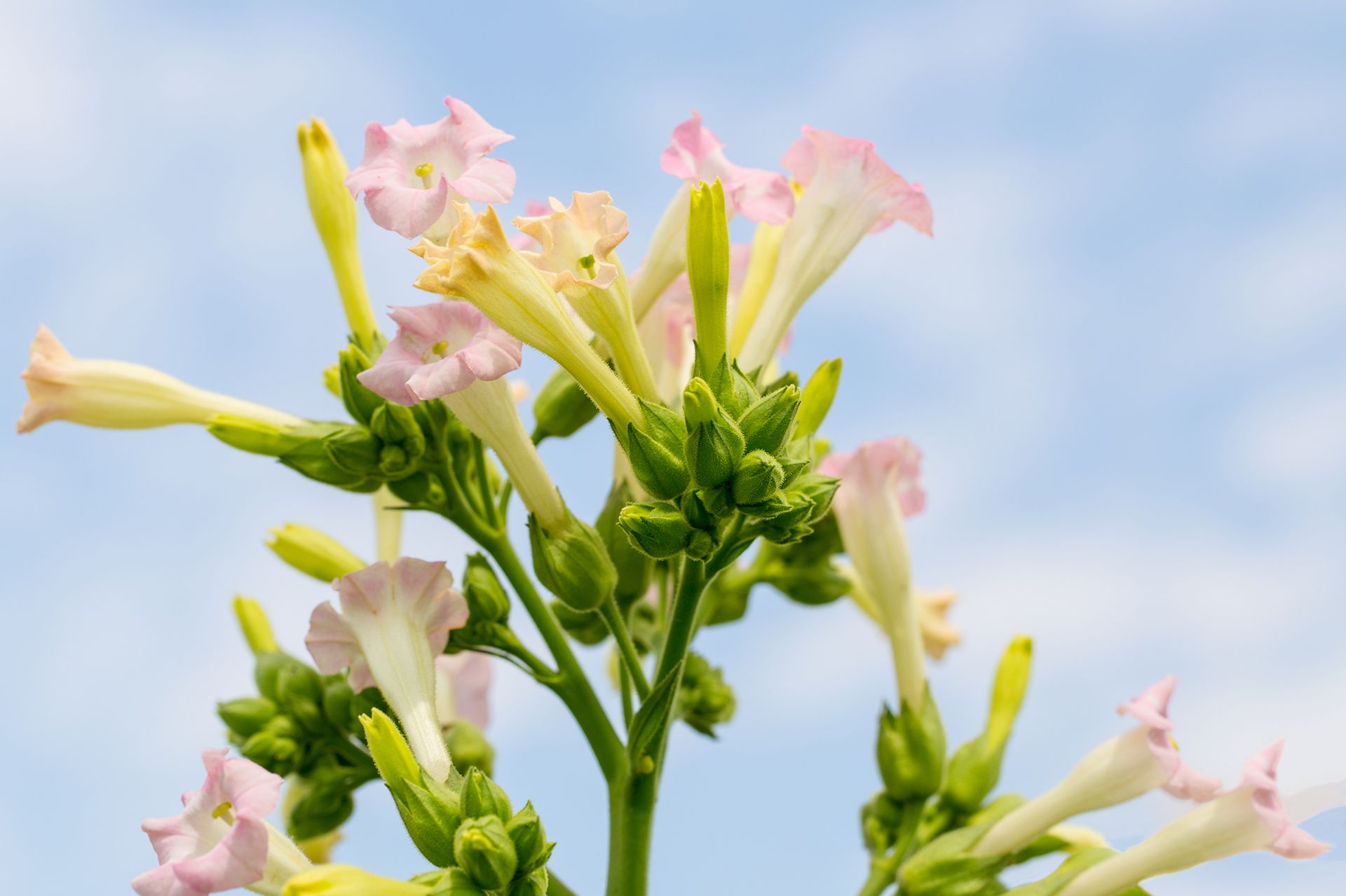Close-up of tobacco plant with light pink flowers against a blue sky.
