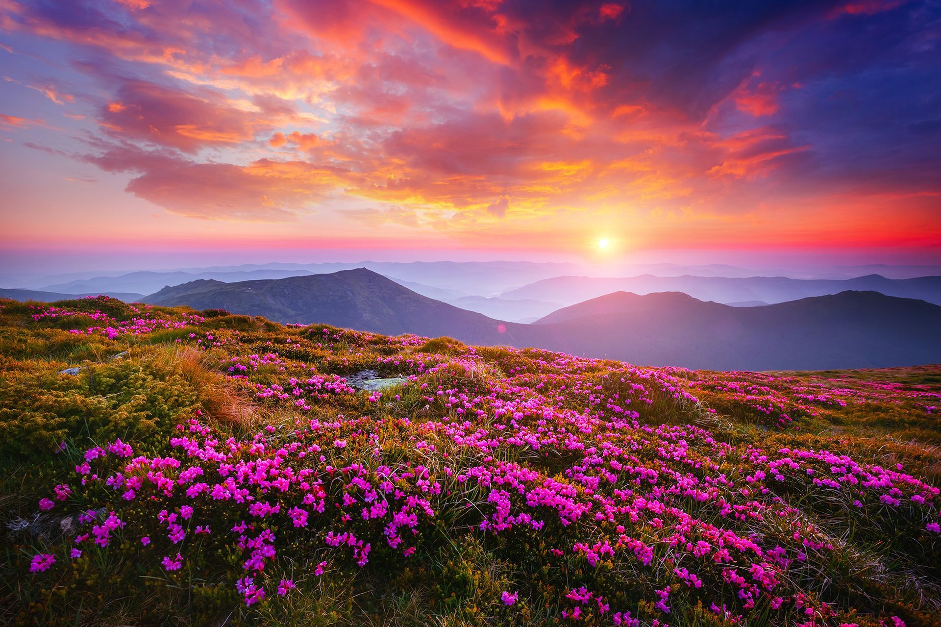Sunset over mountains with pink flowers in bloom.