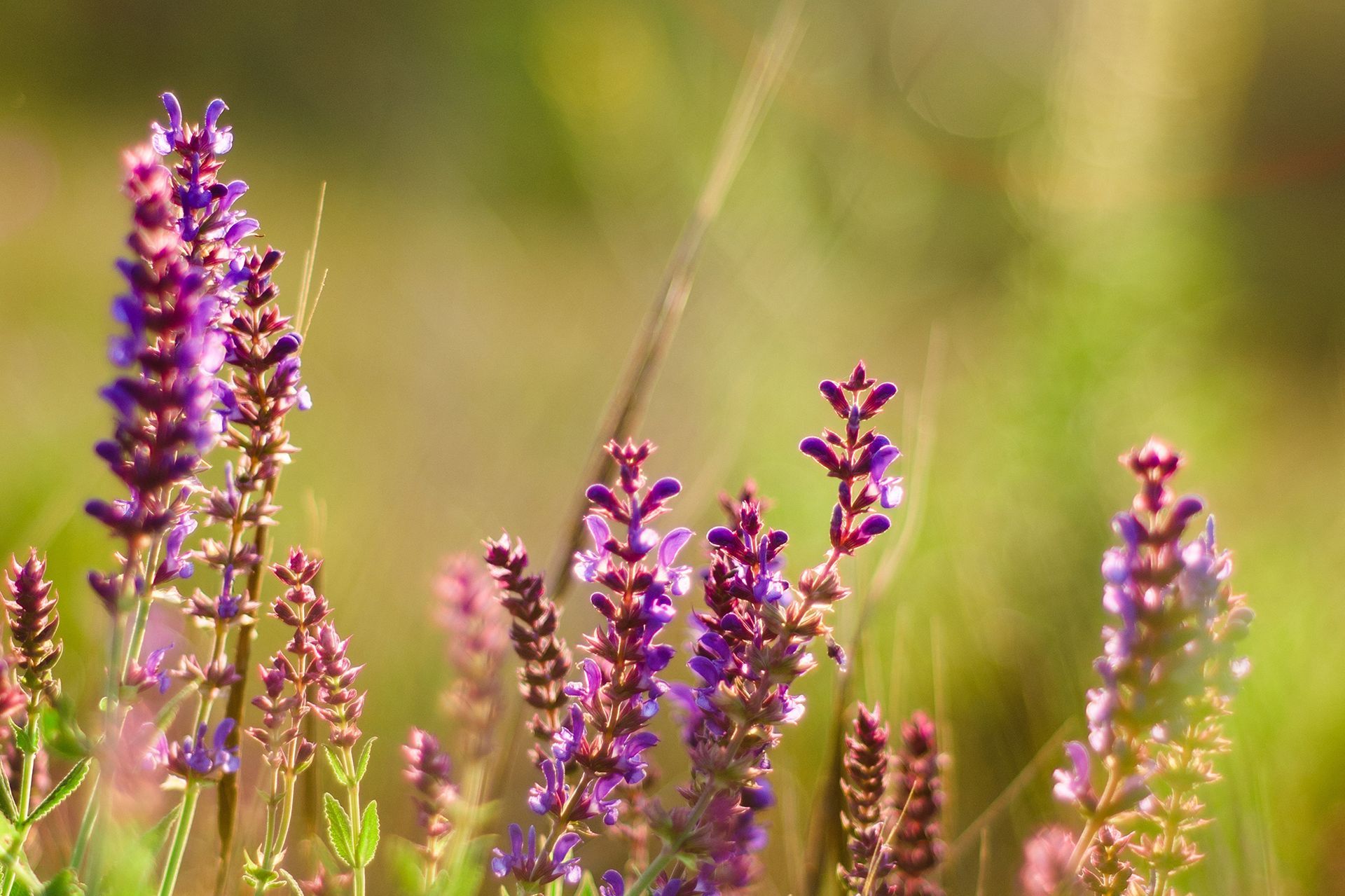 Purple wildflowers in a field, sunlit with a blurred green background.