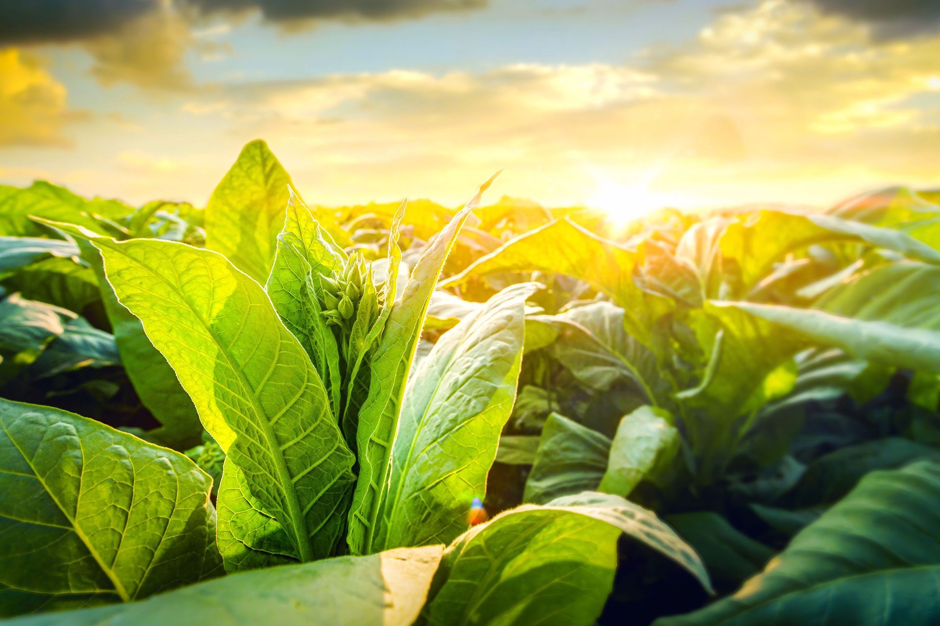 Say No to One Thing That Drains You Today.