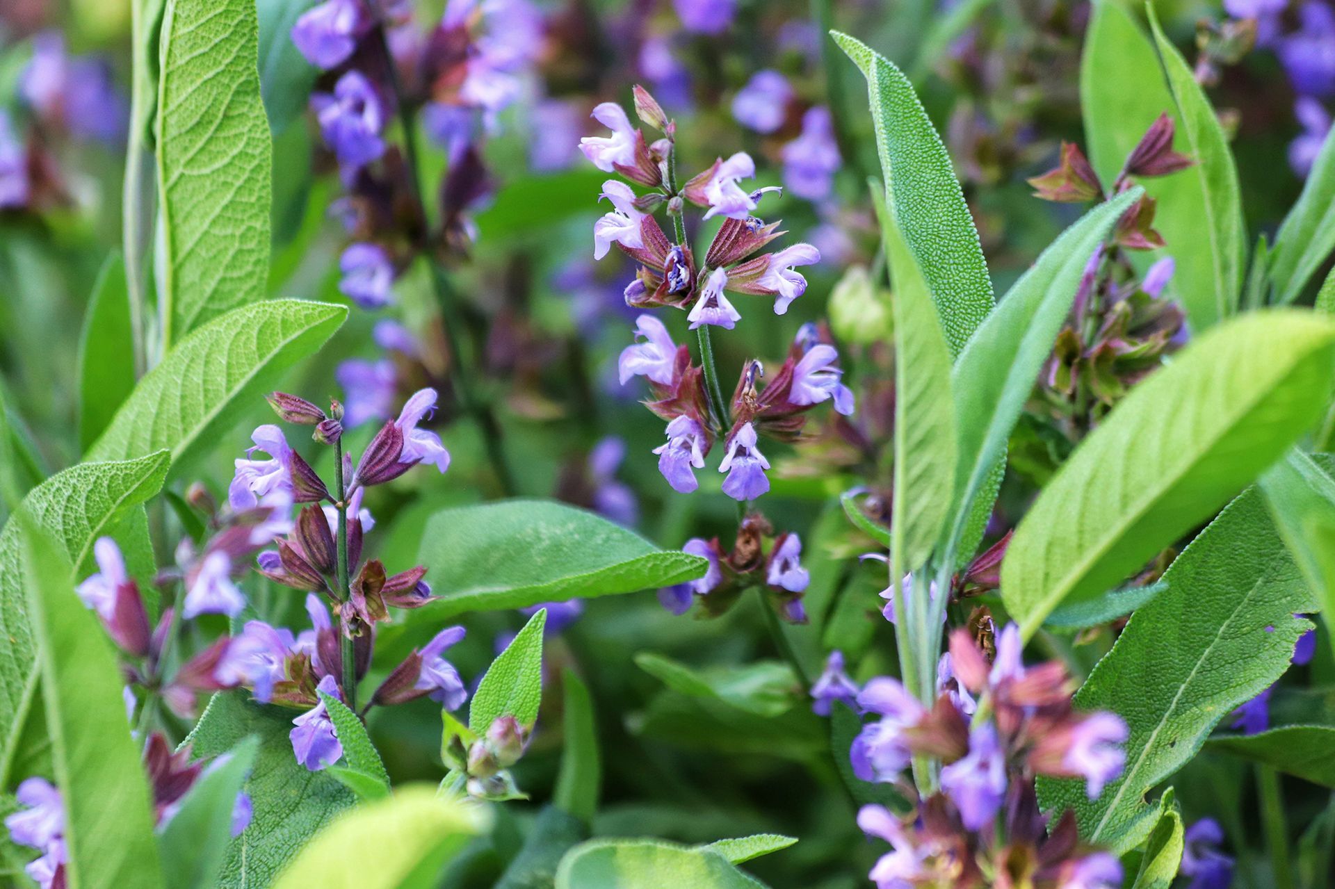 Sage plant with purple flowers and green leaves.