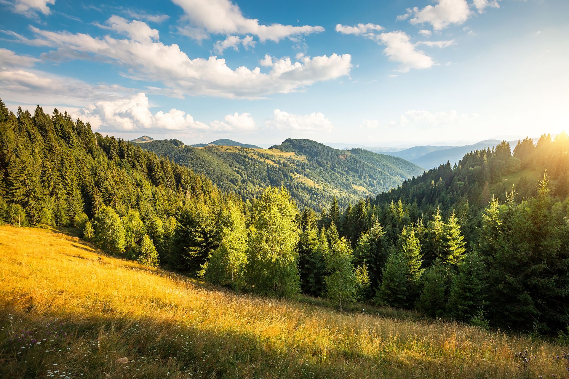 Lush green forest on rolling hills, illuminated by sunlight under a partly cloudy blue sky.